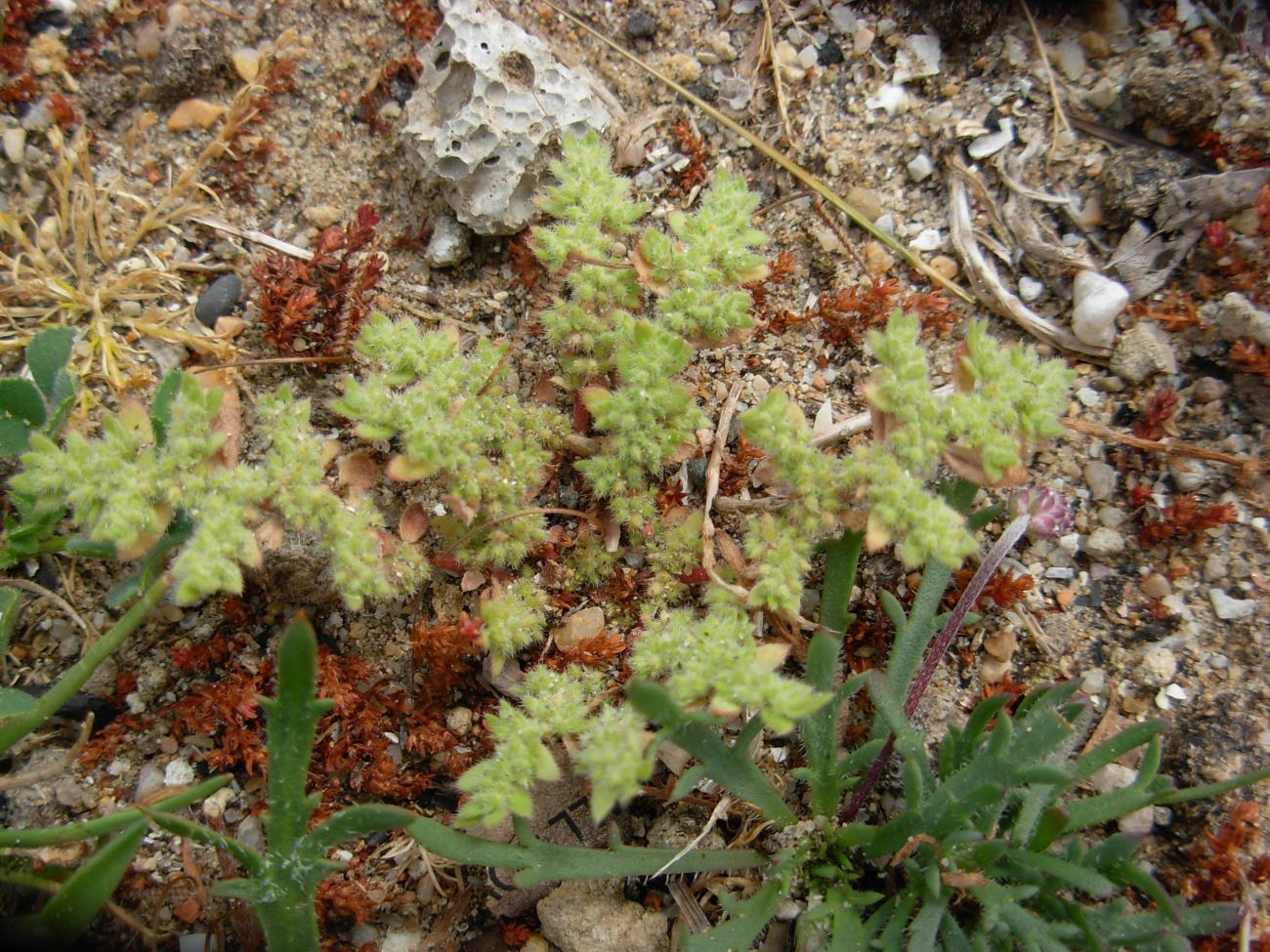 Herniaria cinerea DC. / Ernaria irsuta